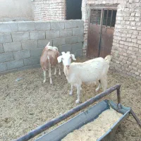 بز سانن