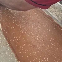 خط تولید سوهان جوانه گندم