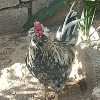 مرغ وخروس گلین اصل چهل تاج|حیوانات مزرعه|خورموج, |دیوار