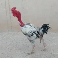 خروس گردن لخت