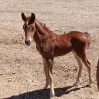 اسب|اسب و تجهیزات اسبسواری|طرهان, |دیوار