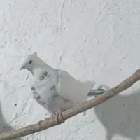 کفتر یا کبوتر گرفتی غریب گیری کفتر تیرماه کفتر خوب|پرنده|تهران, خلازیر|دیوار