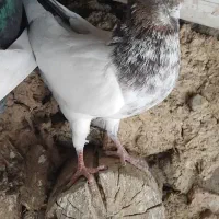 کفتر|پرنده|سلطانیه, |دیوار