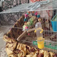 مرغ عشق جفت