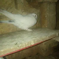 سفید پاپر|پرنده|فارسان, |دیوار