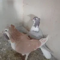 دمگیر کاکلی