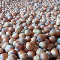 فندق کاملا ارگانیک تازه|خوردنی و آشامیدنی|رشت, جماران|دیوار