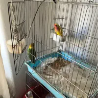 جفت طوطی برزیلی|پرنده|تهران, هفده شهریور|دیوار