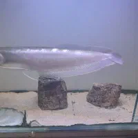 ماهی آروانا سیلور|ماهی|شاهینشهر, شهرک میلاد|دیوار