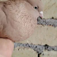 ماده زرد|پرنده|شهرضا, |دیوار