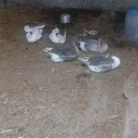 تعداد غاز