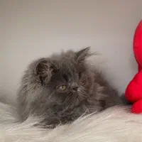 گربه ی پرشین بلو سوپر فلت دختر ۲/۵ ماهه|گربه|تبریز, |دیوار