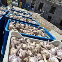 سیر خشک