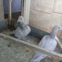 چندکبوترفروشی برای هواوجوجه کشی واکسن خورده|پرنده|مشهد, کوشش|دیوار