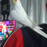 عروس هلندی دستی نر|پرنده|کازرون, |دیوار