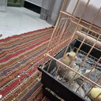 عروس هلندی ماده مست