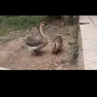 قوغاز معاوضه با دوچرخه بچه گانه