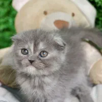 بریتیش لیلاک تخفیف خورده|گربه|سمنان, |دیوار