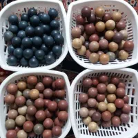 توشله سنگی.تیله. سفت محکم.