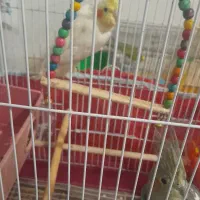 عروس هلندی جوان