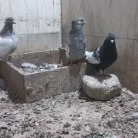 کبوتر سینه سار و سار دمسفید|پرنده|شیروان (خراسان), |دیوار