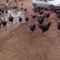 بوقلمون|حیوانات مزرعه|دشتابی, |دیوار