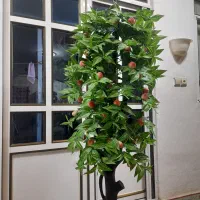 درختچه|گل مصنوعی|تهران, تهرانپارس شرقی|دیوار