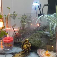 تراریوم با گیاه و خزه طبیعی