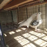 مایل به معاوضه نسیتم|پرنده|اسلام‌شهر, ترشنبه|دیوار