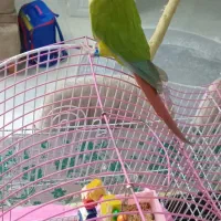 طوطی گرینچیک