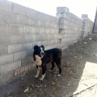 سگ گله ای و نگهبان