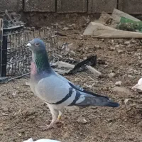 یه جفت کبوتر مسافتی بلژیک و عربستان