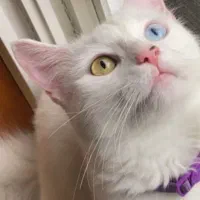 گربه وان ترکیه ماده