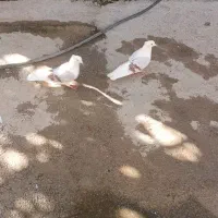 دوتا نر پلنگ لون