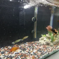 فروش کل تجهیزات اکواریوم با ماهی|ماهی|ساری, |دیوار