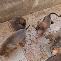 واگذاری رایگان سگ|سگ|اندیشه, اندیشه فاز ۵|دیوار