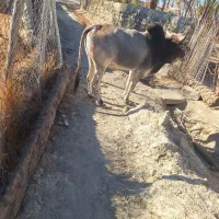 فروش گاو|حیوانات مزرعه|بنت, |دیوار