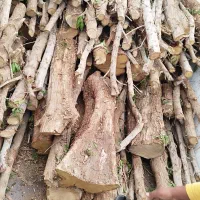 برش و حرص چوب|خدمات باغبانی و درختکاری|بوشهر, |دیوار