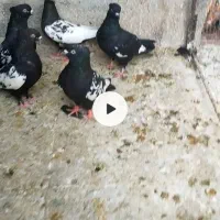کفتر بازی کن