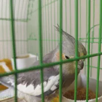 عروس هلندی دستی|پرنده|هشتگرد, شهرک راه آهن|دیوار