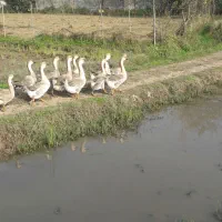 قوغاز|حیوانات مزرعه|خمام, |دیوار