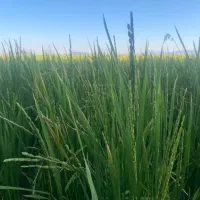 اجاره زمین کشاورزی