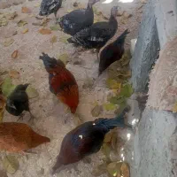 فروشی خروس 4عدد وار 2عدد 3عدد بوقلمون|حیوانات مزرعه|نورآباد, |دیوار