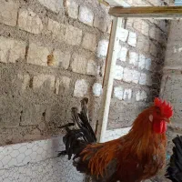 خروس جوان|حیوانات مزرعه|حمیدیا, |دیوار