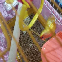 طوطی کوتوله نر|پرنده|تهران, هلال احمر|دیوار