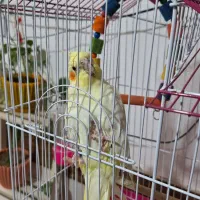 لوتینو نژاد کوین
