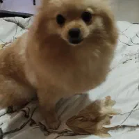 واگذاری سگ پامرین|سگ|مشهد, هنرستان|دیوار