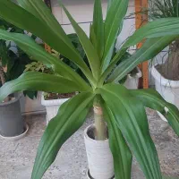 تعدادی گل و گیاه زیبا|گل و گیاه طبیعی|اصفهان, بهارستان|دیوار