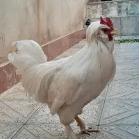 خروس اصیل سلطان