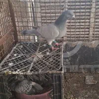 پلاکی سبز بی خط و دوخط جوجه جانسون. جنگلی